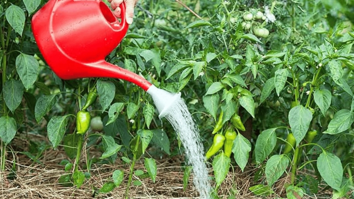 Полив перца