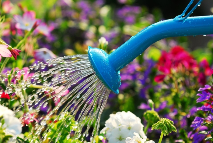 Watering the garden
