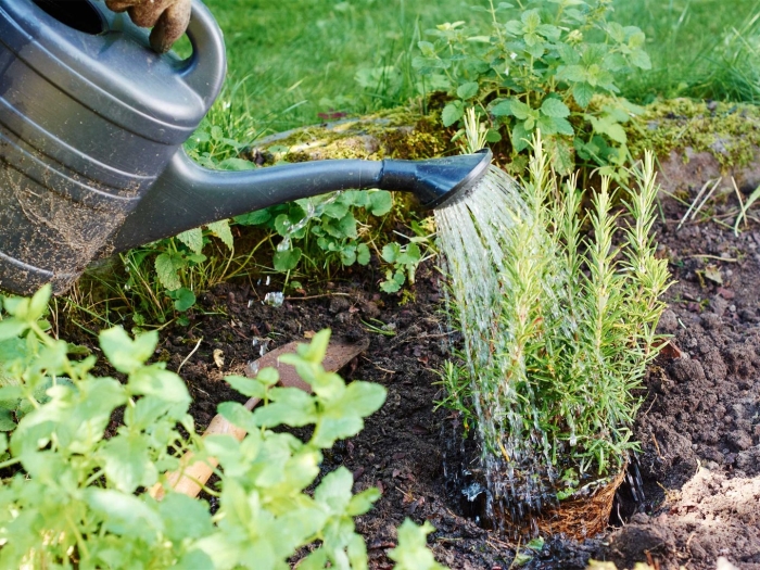 Полив розмарина