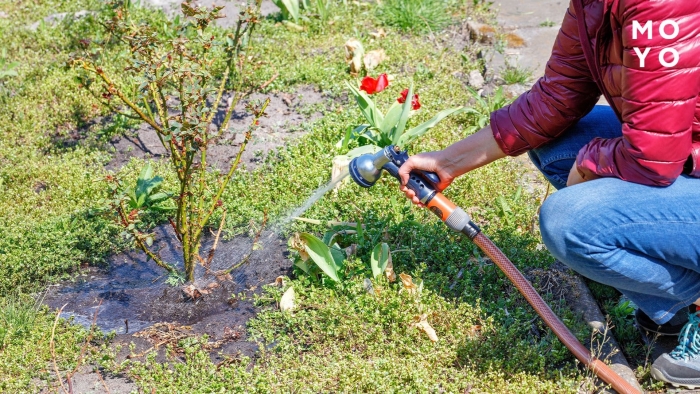 Розы весной