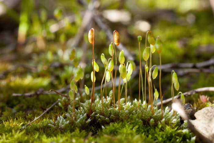 Bryum argenteum