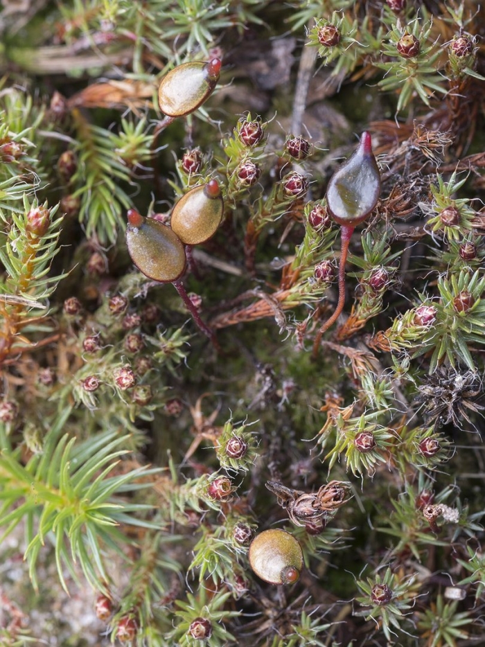 Polytrichum piliferum
