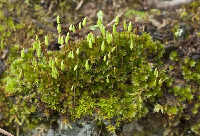 Bryum caespiticium