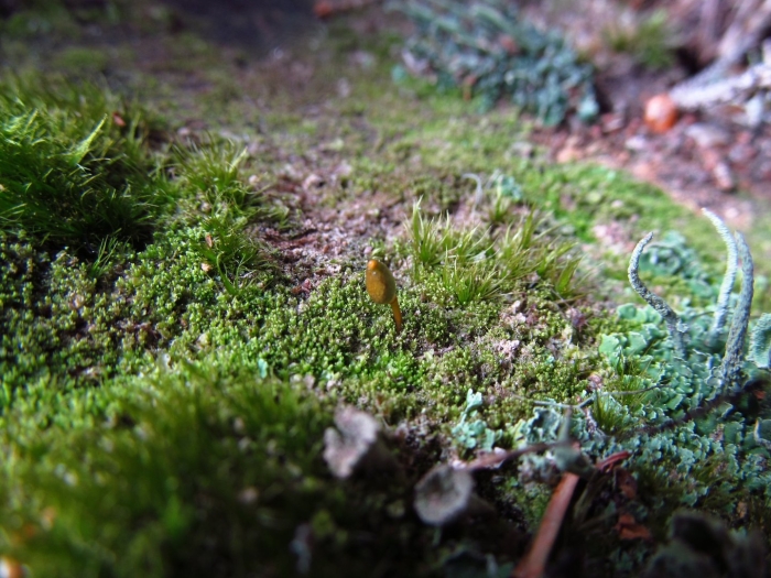 Листостебельные мхи