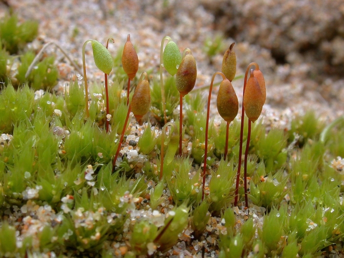Кукушкин лён обыкновенный моховидные