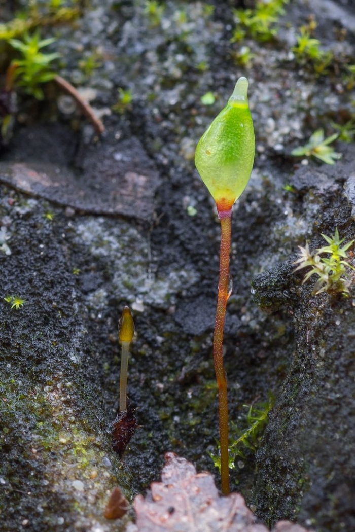 Буксбаумия безлистная мох