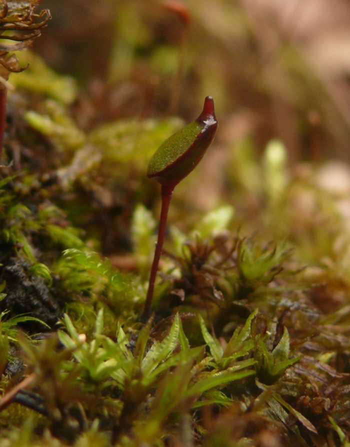 Буксбаумия обыкновенная