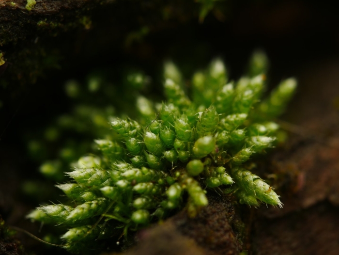 Odontoschisma denudatum