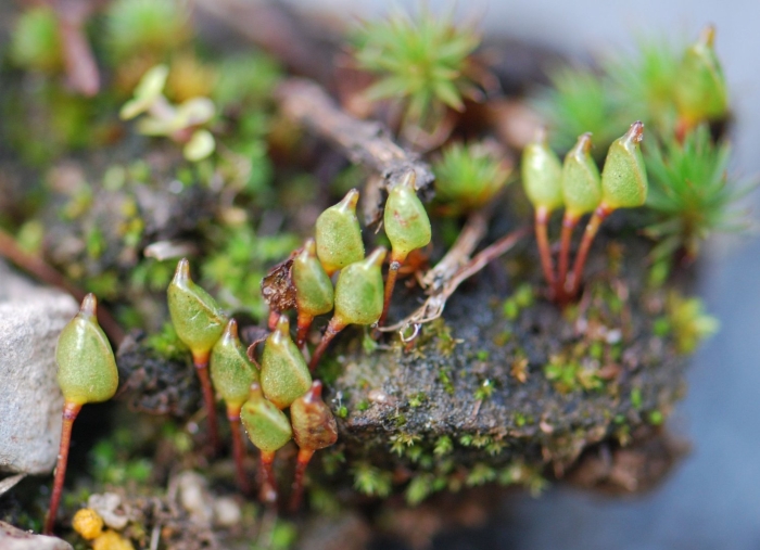 Энкалипта коротконожковая