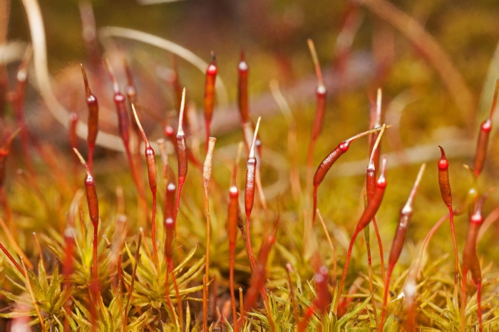 Polytrichum commune