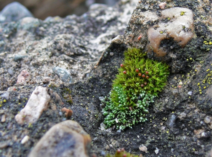 Антоцеротовые мхи