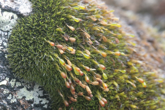 Гриммия подушковидная grimmia pulvinata