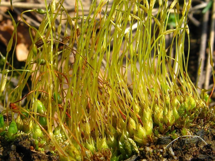 Фунария мох