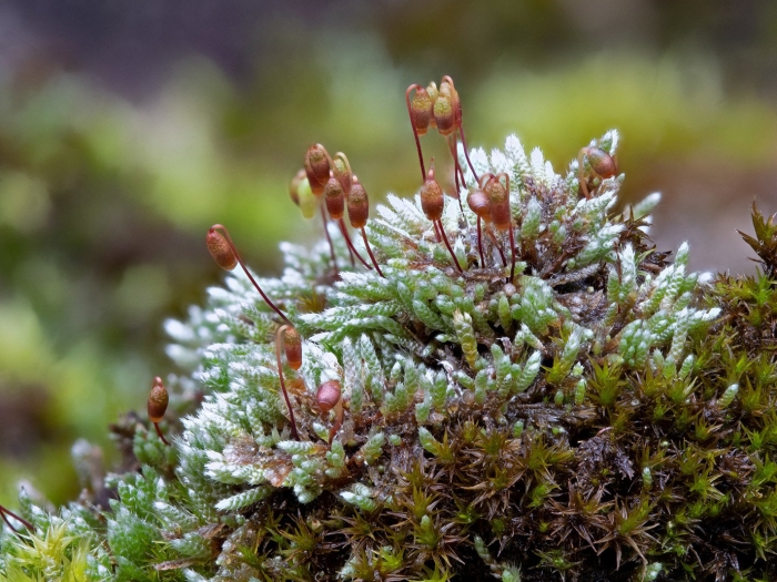 Brachythecium salebrosum