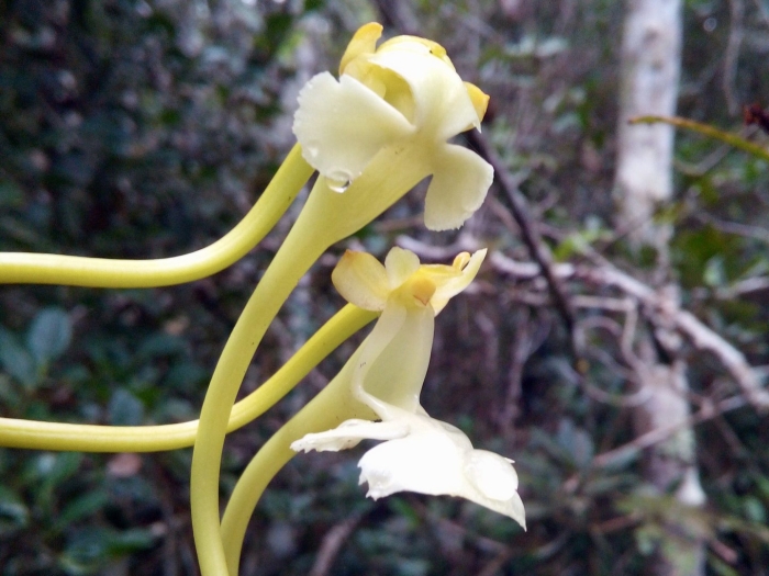 Орхидея-призрак (dendrophylax lindenii)