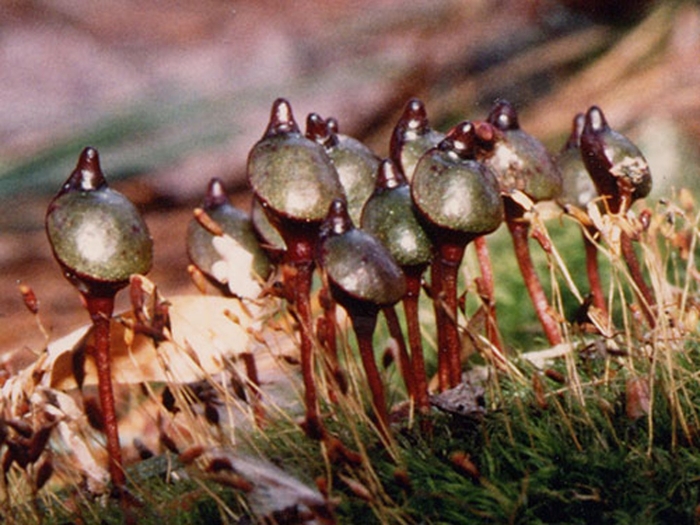 Rhynchostegium arcticum