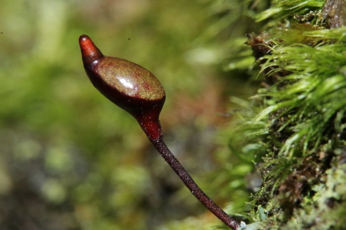 Brachythecium rutabulum