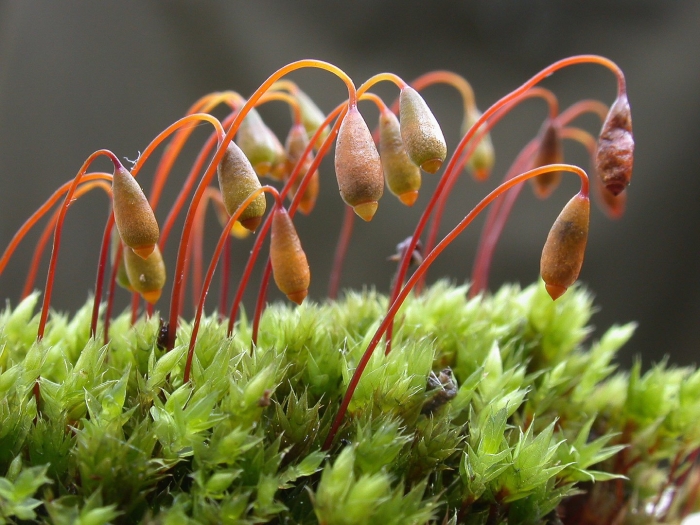 Андреевые мхи