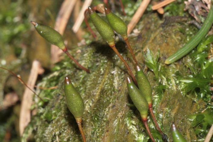 Hypnum cupressiforme