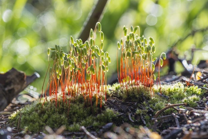 Бриум нейдаммский