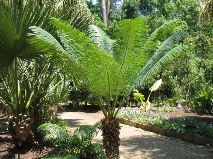 Cycas circinalis