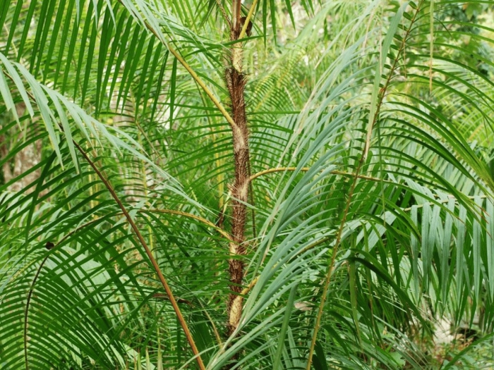 Ротанговая пальма (calamus)