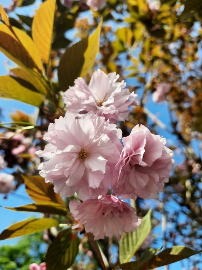 Миндаль трехлопастный луизеания