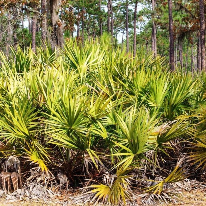 Serenoa repens