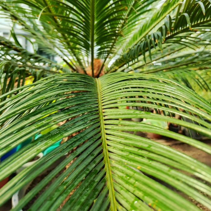 Саговник поникающий