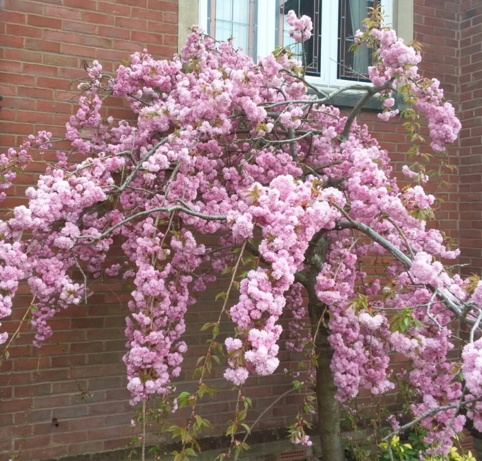 Вишня мелкопильчатая кику шидаре сакура