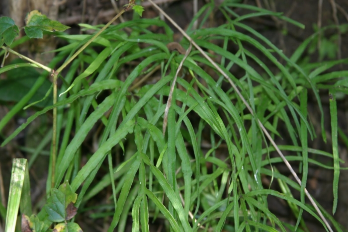 Папоротник pteris multifida