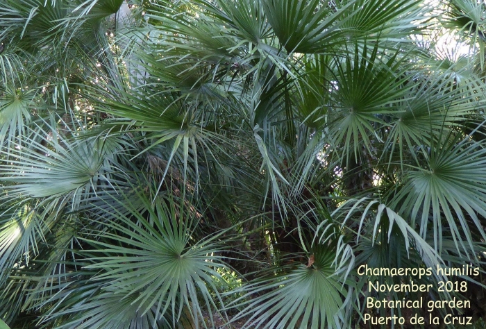 Chamaerops humilis