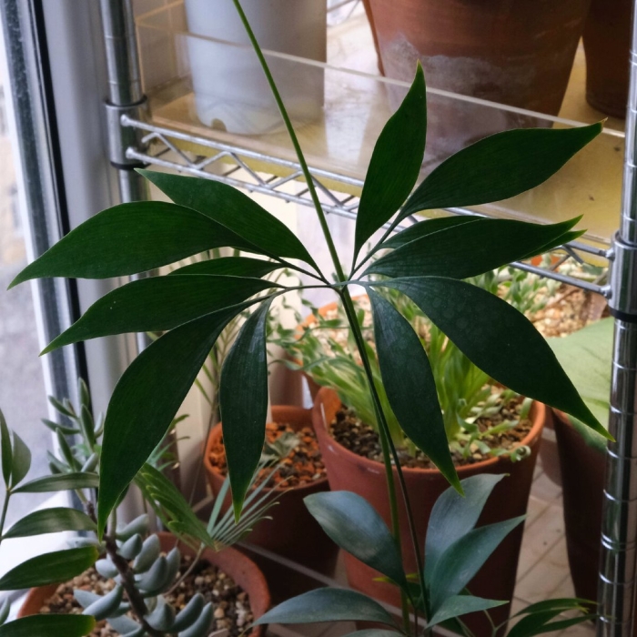 Schefflera arboricola