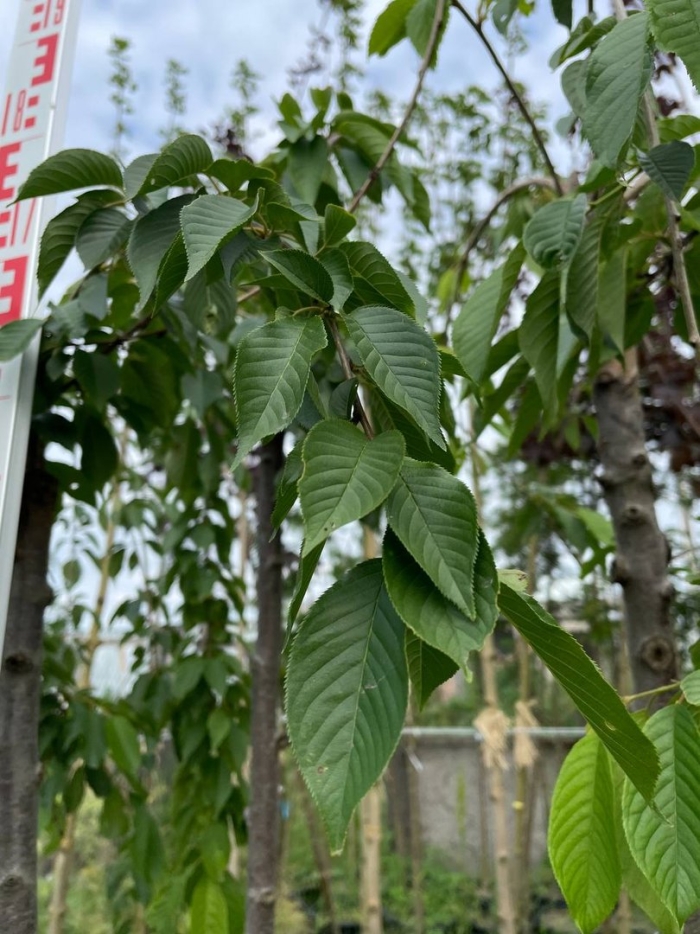 Лиственное дерево