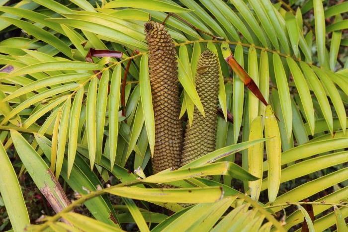 Ceratozamia mexicana brongn.