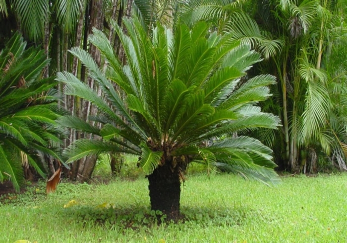 Cycas revoluta