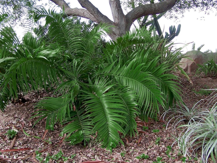 Cycas platyphylla
