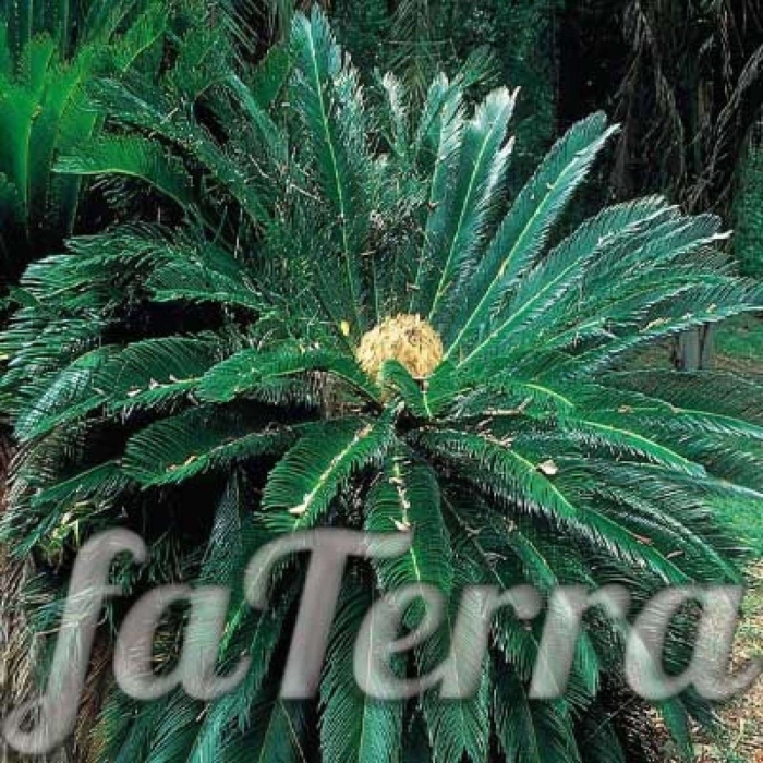 Растение цикас