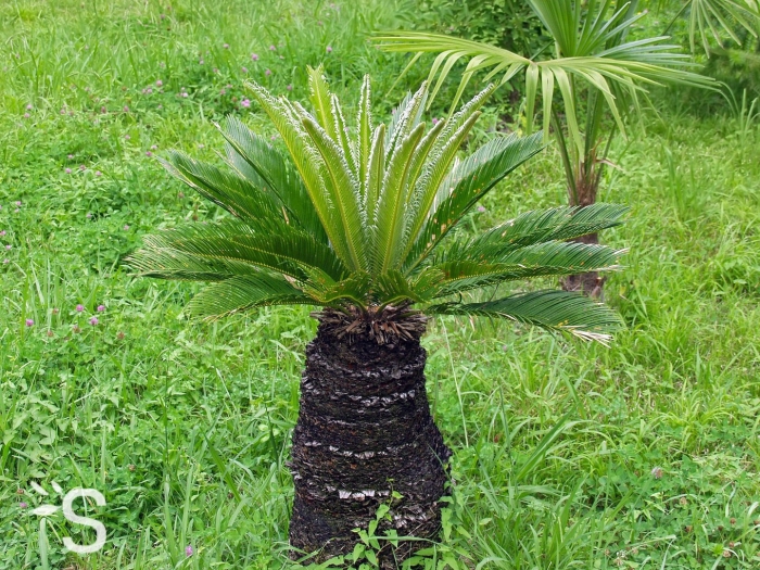 Пальма сабаль