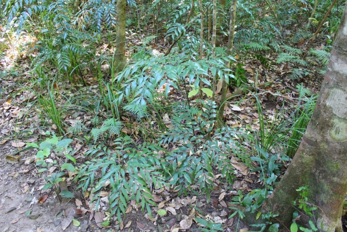 Chamaedorea tepejilote