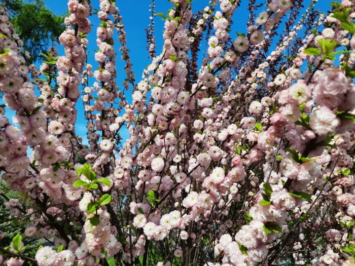 Миндаль трехлопастный кустарник