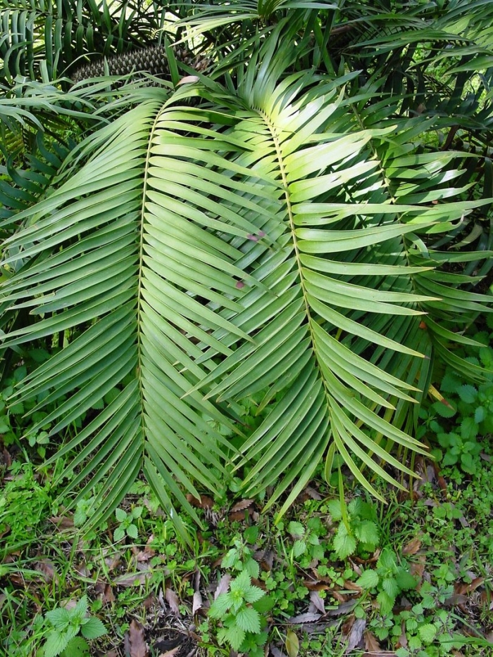 Ceratozamia mexicana