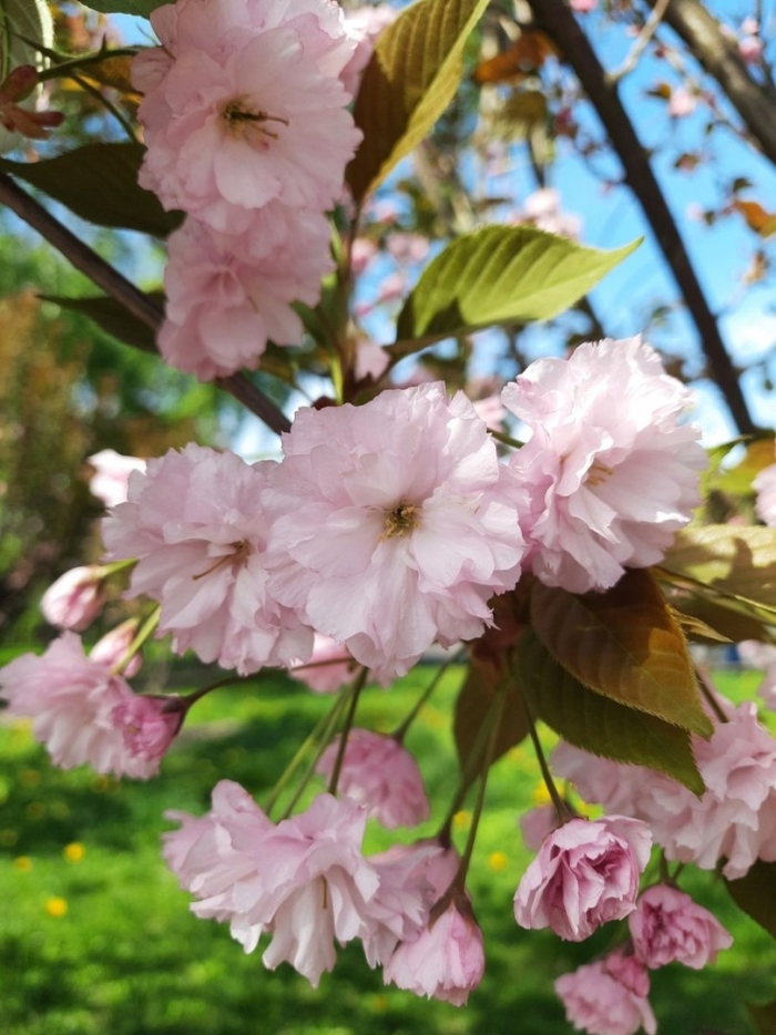 Вишня мелкопильчатая канзан