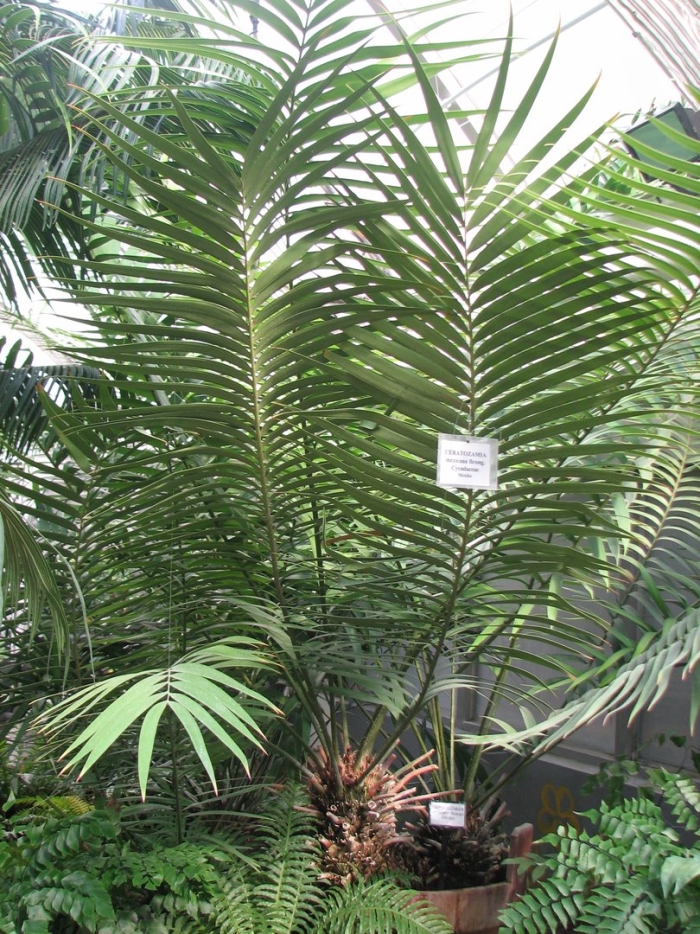 Ceratozamia mexicana brongn.