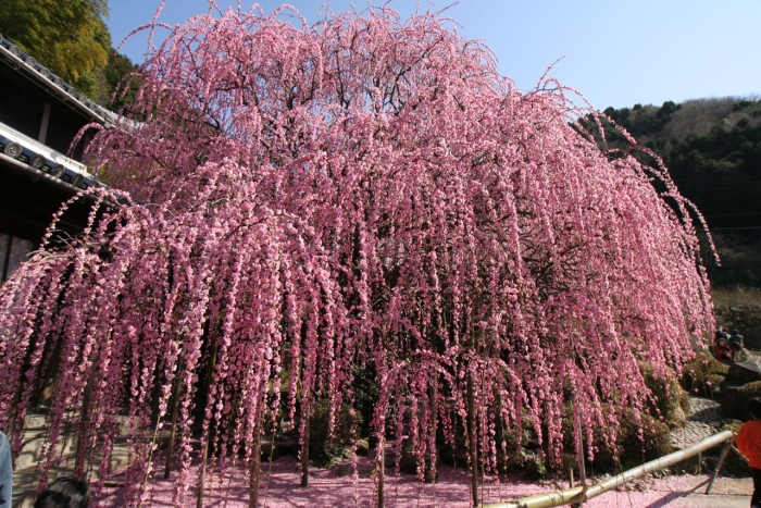 Сакура пендула