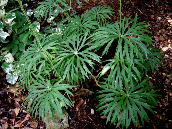 Синейлезис борцоволистный