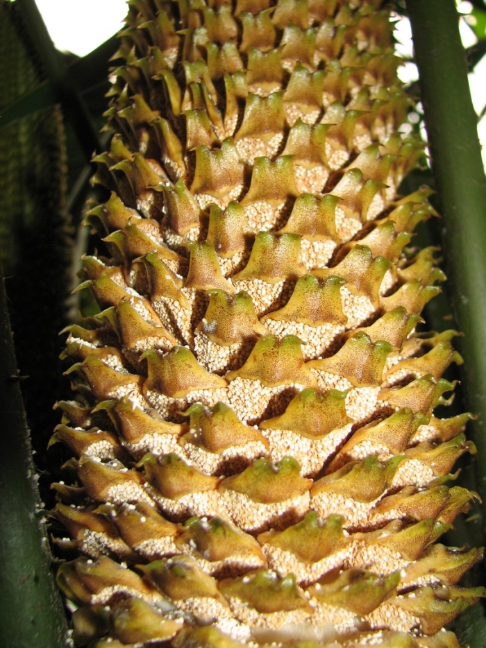 Шишка сосны pinus lambertiana