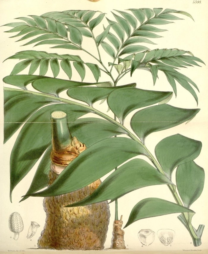 Zamia furfuracea