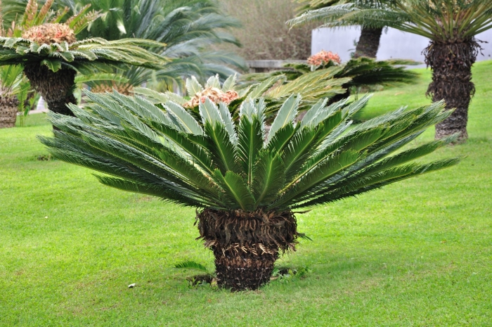 Цикас саговая пальма