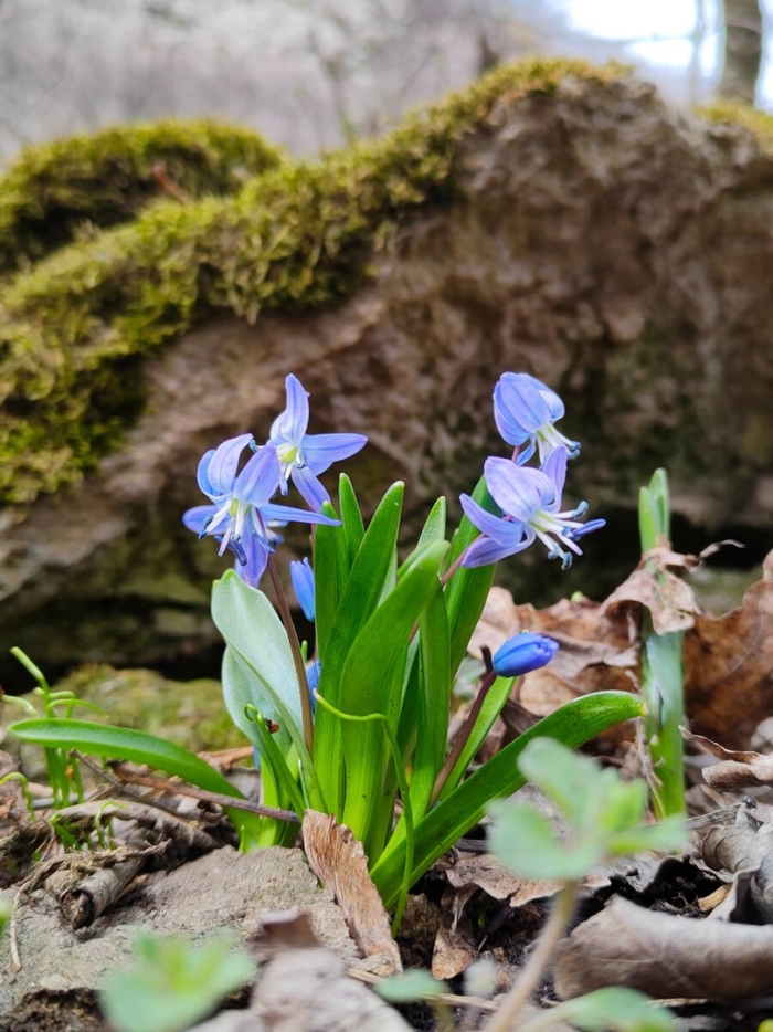 Пролеска пролесковидная